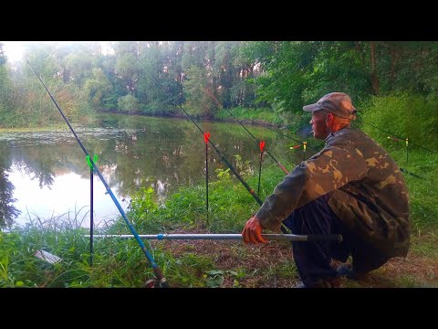 Видео: ЗАКИНУВ КОРМАЧКИ З ОБРИВА І НАЛОВИВ РИБИ.Рибалка на кормачки