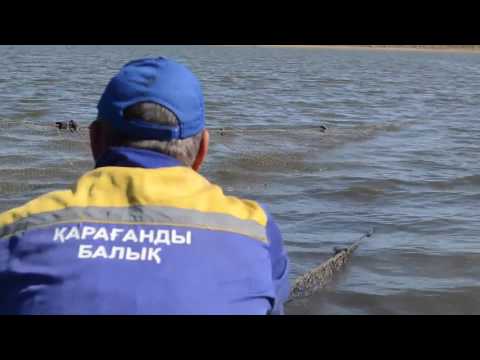 Видео: Вытянули невод на 6 тонн карпа. Облов пруда, часть 2. Карагандинский рыбопитомник