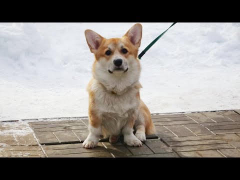 Видео: ДТ-122. Отвлекающийся вельш-корги Тортик