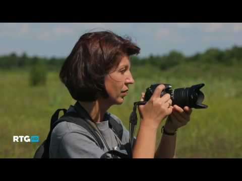 Видео: Сестрорецк. Сестрорецкое болото. Природа Cестрорецкие низины   The Nature of the Sestroretsk Lowland