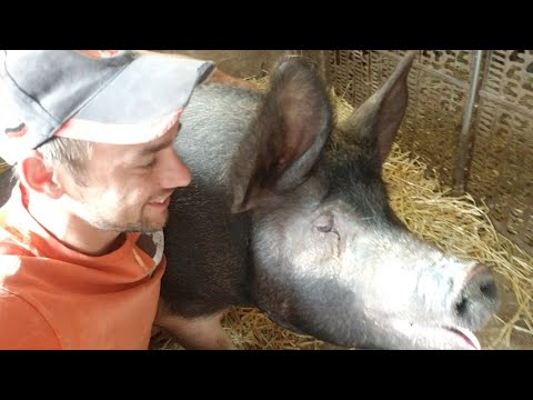 Видео: Будет ли опорос?// оплодотворение было 5 июня