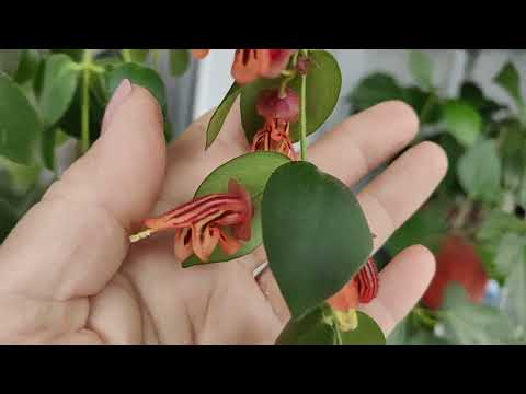 Видео: Обзор балкона в январе. Что радует🌸😊🌺🌺🌺☘️#гибискусы #эсхинантус #цветение