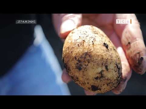 Видео: Время собирать картошку на зиму