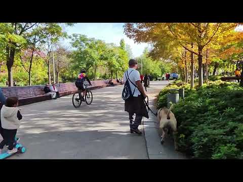 Видео: 2025  Мадрид осенью  Парк у реки