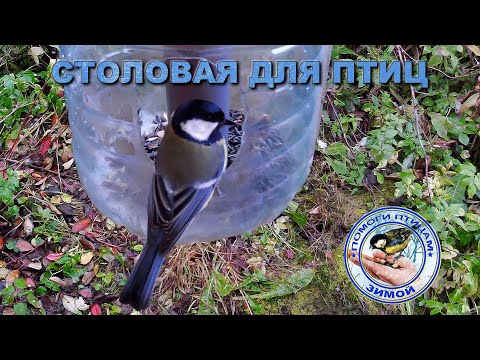 Видео: Кормушка с семечками 11 октября 2025 года (01)