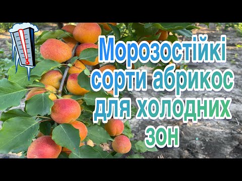 Видео: Урожай абрикос кожного року. Морозостійкі сорти абрикосів. Сорти абрикосу для початківців.