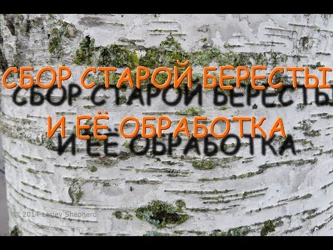 Видео: СБОР И ОБРАБОТКА СТАРОЙ БЕРЕСТЫ