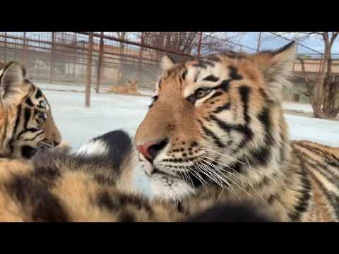 Видео: Прибежала вся ТИГРИНАЯ БАНДА !!!