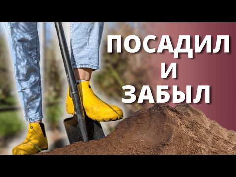 Видео: ПОСАДКА РОЗ С ОТКРЫТЫМ КОРНЕМ. Как посадишь, так и зацветёт.