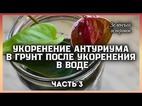 Видео: Укоренение антуриума в грунт, после наращивания корней в воде. Часть 3. Болталка+мастер класс.