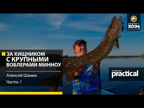 Видео: За хищником с крупными воблерами - минноу. Алексей Шанин. Часть 1. Anglers Practiсal