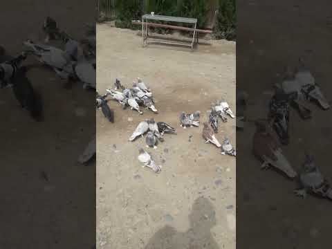 Видео: Продаю пискунов  Турецкая такла +998915542954 Самарканд