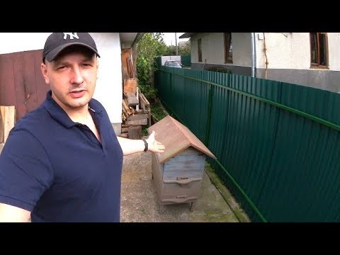 Видео: Купив цікавий вулик. Антикваріат
