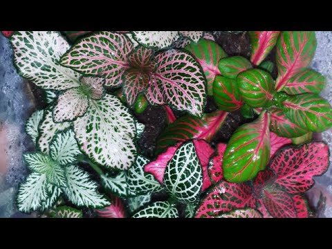 Видео: Мои комнатные растения. Обзор коллекции