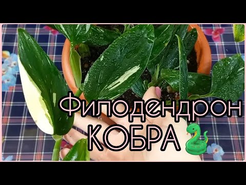 Видео: ФИЛОДЕНДРОН Кобра выдал яркую пестроту😍Размножение🌸Формирование куста🌱Грунт🌸Укоренение🌱Пересадка🌸