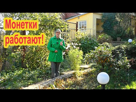 Видео: Зачем закапывать монетки в грядки?