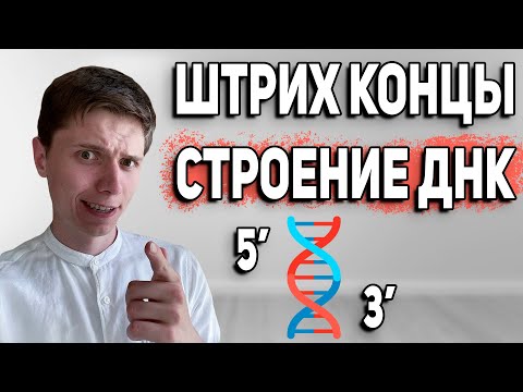 Видео: Строение ДНК | Штрих концы и антипараллельность ДНК | 5' и 3' конец 28 задание ЕГЭ по биологии