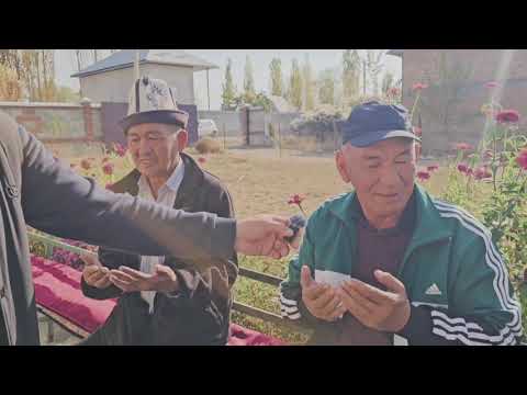 Видео: 19-Октябрь Чубак балбан, уулуна суннот той кылып, аламан улак берип жатат🇰🇬🔥