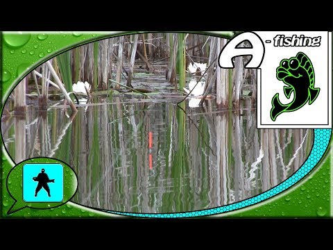 Видео: Ловля капризного карася в нерест 🐋🐠🐟  Рыбалка в камыше на карася с поплавком 🏝️🏝️🏝️