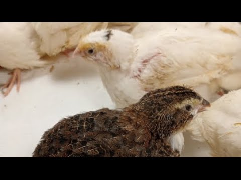 Видео: Перепелята 17дней в квартире в прямом эфире! Ежедневный стрим!