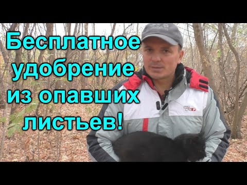 Видео: Бесплатное удобрение для огорода или что мы делаем с опавшими листьями.