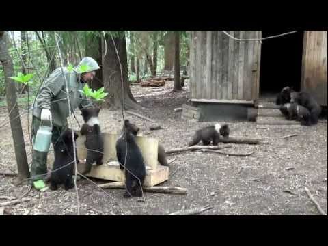 Видео: Пажетнов Вася и медвежата Pazhetnov Vasya & bear cubs