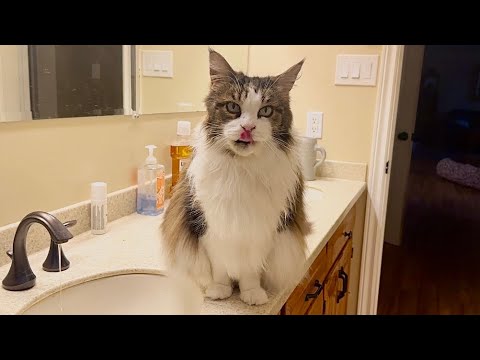 Видео: 😲 Дива для ванной 😸 Luna Cat’s Drink and Pet Spa