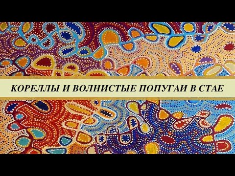 Видео: Содержание и кормление корелл и волнистых попугаев в стае. Хвоя, ветки, фуражилки, ягоды, травы и пр