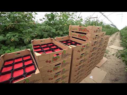 Видео: Малина в тоннелях Польша 13.06.2018