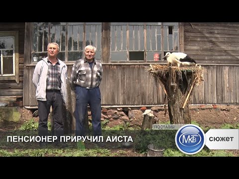 Видео: Пенсионер приручил аиста