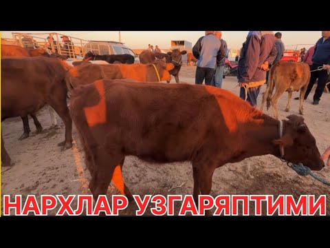 Видео: ЭЛЛИККАЛА БУСТОН МОЛ БОЗОРИ НАРХЛАРИ #food 