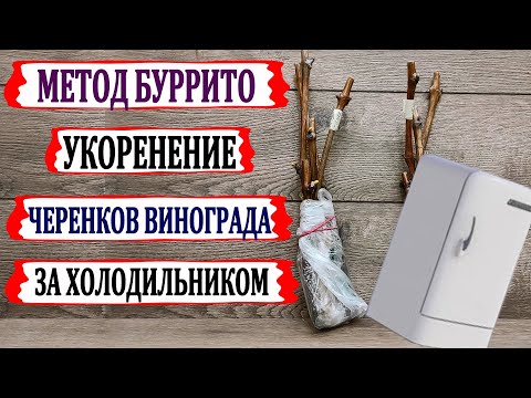 Видео: 🍇 Укоренение БУРРИТО ЧЕРЕНКОВ ВИНОГРАДА  за ХОЛОДИЛЬНИКОМ. Почему не стоит так делать?
