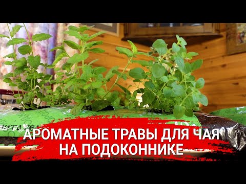 Видео: Ароматные травы для чая на подоконнике