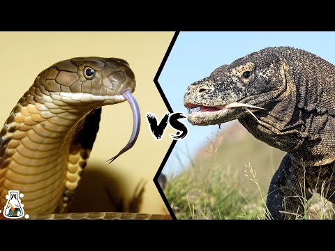 Видео: КОРОЛЕВСКАЯ КОБРА ПРОТИВ КОМОДСКОГО ВАРАНА — Кто победит?