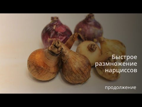 Видео: Быстрое размножение нарциссов.