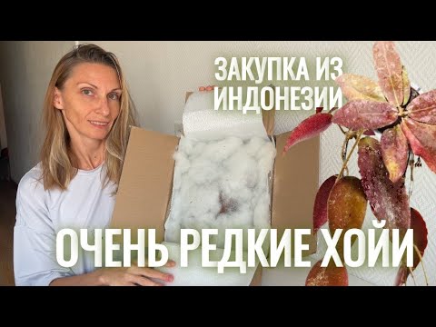 Видео: Очень РЕДКИЕ хойи из Индонезии