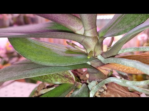 Видео: Орхидея с ЦВЕТОНОС из ТОЧКИ РОСТА | Этапы роста и развития | Phal. Scention, Парфюмерная Фабрика