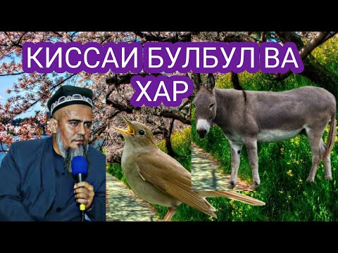 Видео: КИССАИ БУЛБУЛ ВА ХАР.БЕХТАРИН КИССА.ДОМУЛЛО АБДУРАХИМ.