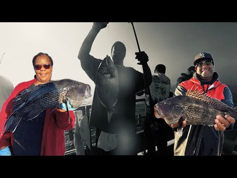 Видео: Морской окунь и морской окунь – настоящее пиршество! Огромный спинорог на охоте за плавниками – М...