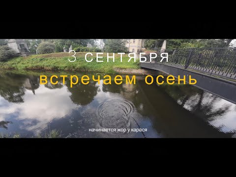 Видео: #мормышинг | 3 сентября | Жор карася на вату |