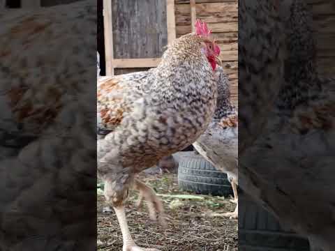 Видео: Выгул с курочками. #живаяприрода #летнийвыгул