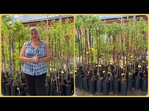 Видео: Фисташки.Как их выращивать? 🌿 Pistacia Vera 🌿