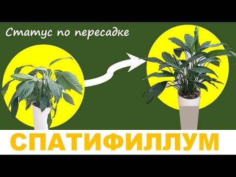 Видео: СПАТИФИЛЛУМ на фитильном поливе: результаты пересадки детки