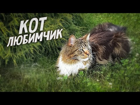 Видео: Все любят красавчика кота Арчи!