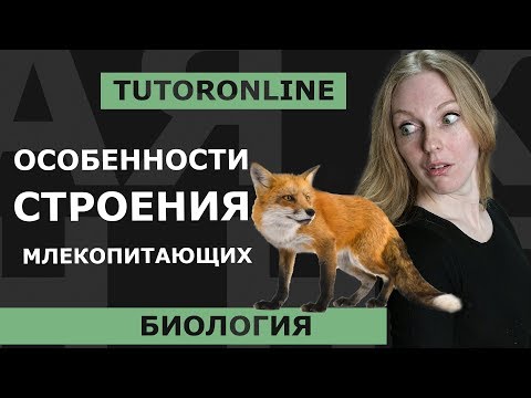 Видео: Биология | Особенности строения млекопитающих