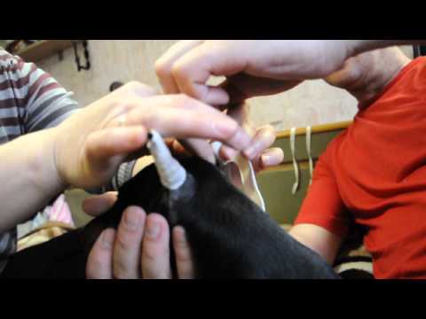Видео: Постановка ушей  - рожки цвергпинчеру