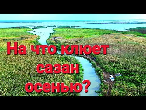Видео: Как и на что ловит сазана осенью? Дедовский способ макушатника.