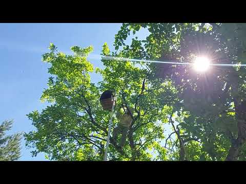 Видео: Пчеловодство № 103 Просто моменты одного рабочего дня на пасеке