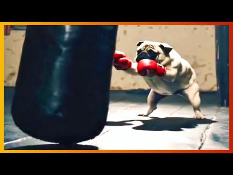Видео: тикток боксёр | подборка мемов