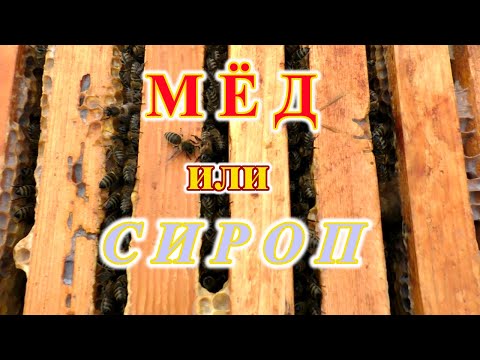 Видео: Мёд или сироп. На чем пчелы зимуют лучше?